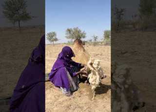 امرأة تحاول إزالة أنبوب صوفي كبير عالق في ذيل جمل بيديها