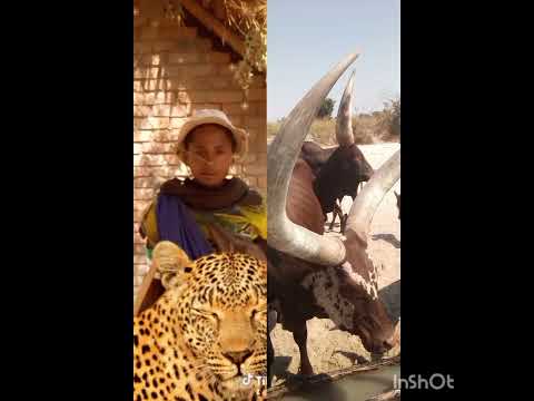 NDILANA SEME LIMBU LUCHAGULA UJUMBE WA ICHOLA Audio MSAMBAZAJI NGOTA STUDIO 19 9 2025 NDILANA SEME LIMBU LUCHAGULA UJUMBE WA ICHOLA Audio MSAMBAZAJI NGOTA STUDIO 19 9 2025