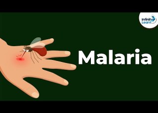  Malaria And Life Cycle Of Plasmodium Diseases Infinity Learn NEET
