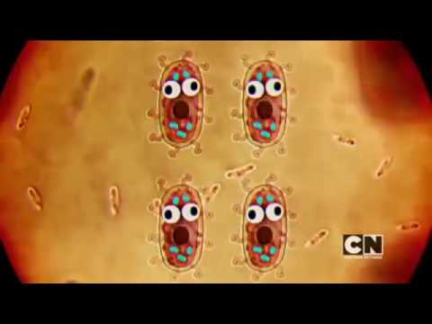 اغنيه بكتيريا غامبول