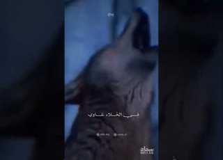  القلب يهواك