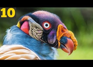  10 UNIQUE And STRANGE Birds