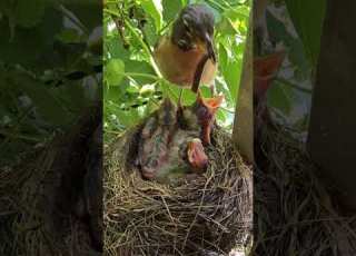 Mommy Feeds Her Babies