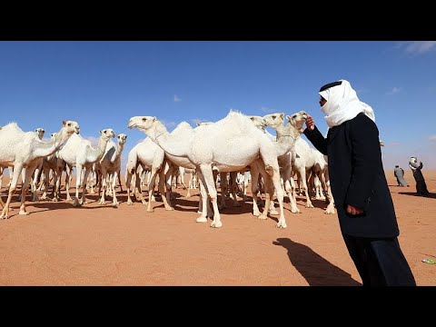 شاهد مناداة الإبل أو الحداء موروث سعودي أدرج على لائحة اليونسكو للتراث الثقافي