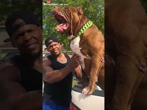 اضخم كلب بيتبول في العالم