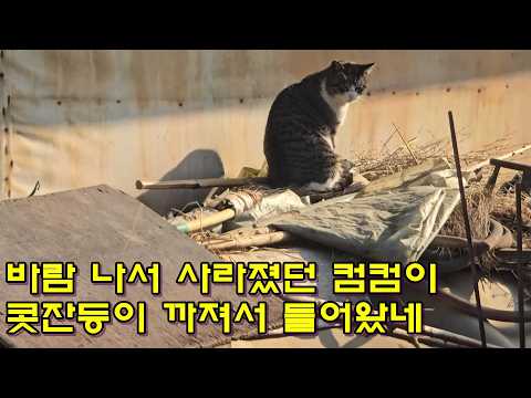 바람 나서 사라졌던 컴컴이 콧잔등 까져서 돌아왔네