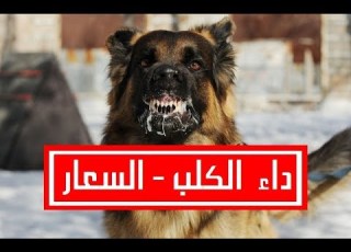  ميديكا داء الكلب السعار