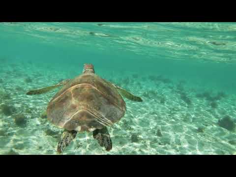 Sea Turtle Ocean Sounds No Music 15 Minutes KT Avenue