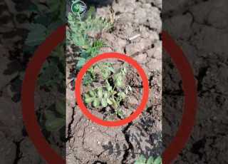  Treatment Of Wilt In Gram Chane Ki Kheti Indianfarmer Gfarm Kheti Badi