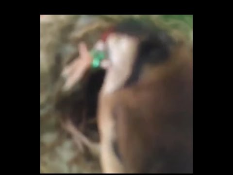 أنجح طريقة لتفادي نزع خاتم تحجيل الفراخ من طرف الأنثى أنجح طريقة لتفادي نزع خاتم تحجيل الفراخ من طرف الأنثى