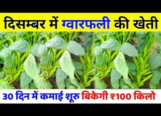  द सम बर म ग व रफल क ख त December Cluster Bean Farming अग त ग व र फल ख त प र ग इड 2025