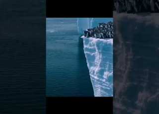  Antarctic Antics Baby Penguins First Swim