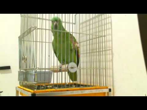 الف الصلاةة