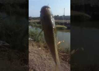 بطن الزير