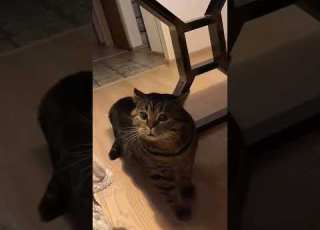 Look I M Gay Look At Me Cutiecats