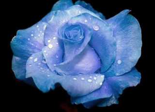 ام كلثوم الحب كله تسجيل حي