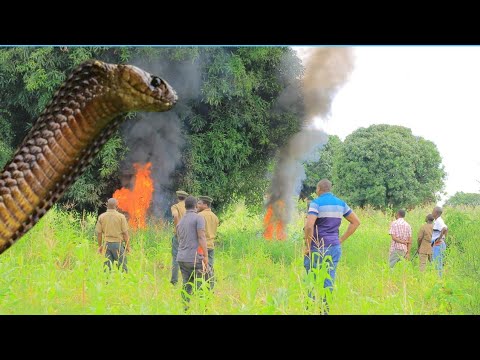 40 ZA NYOKA MNYWA UJI ZAHESABIKA ASKARI WA MALIASILI WAMSAKA KWA BUNDUKI