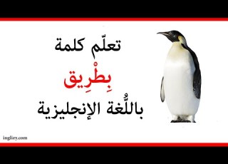 بطريق باللغة الإنجليزية L أسماء الحيوانات بالإنجليزية