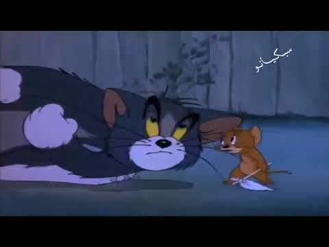 عندكم الشامبو