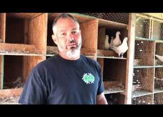 Determining Gender Of Young Pigeons UtilityBird Squab Laz Delgado