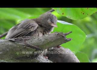 Jungle Babblers Bonding Through Allopreening On Tree Branch