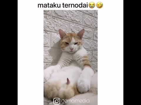 تعالي اشقك شق واخرتها