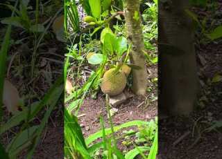 Dorianlych Dorian Fruit