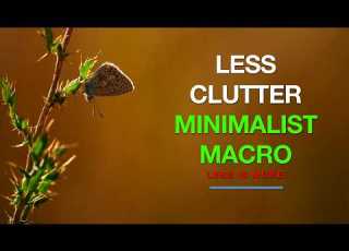  Minimalist Macro Photography Simple Insect Composition Tips