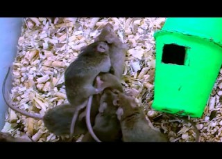  Mice Mating
