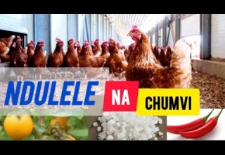 TIBU MAFUA KWA Maji Ya Ndulele Na Chumvi Use Solanum Incunum To Treat Infectious Coryza