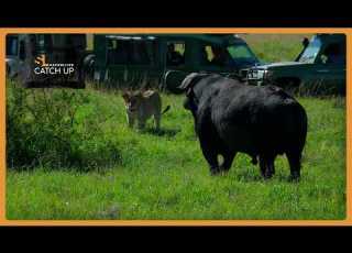  Safari Standoff Lion Vs Buffalo
