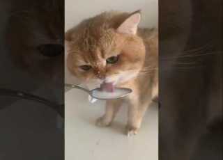  قطه كيوت قطه تشرب حليب مضحك تربية القطط قطه المنزل Cat