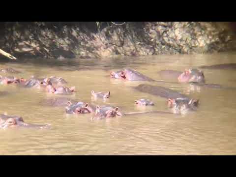 KIBOKO NDANI YA MAJI