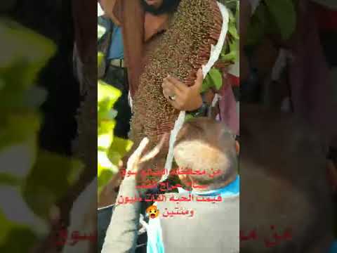 القات الضالعي بلغ سعر الحبه القات الى مليون ومئتين الف ريال