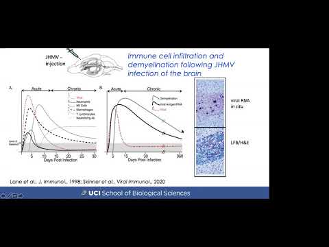 Innate Immune Responses To Murine Coronavirus Infection By Thomas E Lane PhD UCI