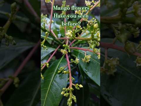 Hast Du Schon Mal Mangoblüten Gesehen Mango Tomate Natur Shortsfeed Shorts Garten Bio DIY
