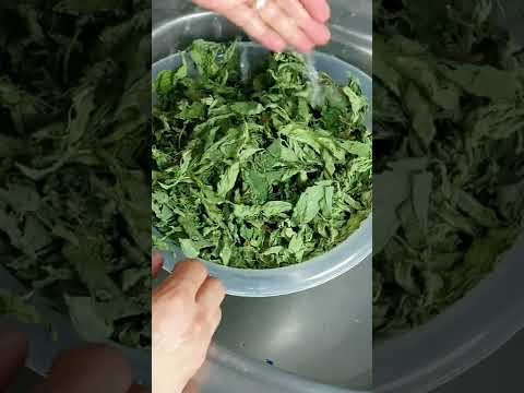 ملوخية سورية بتشهي القلب