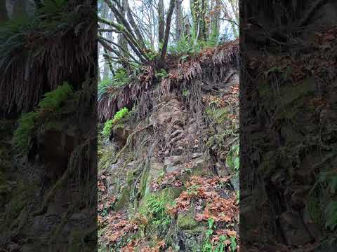 رابط إلى موقع بداية مسار فورست بارك PhilsFavoritesPNW