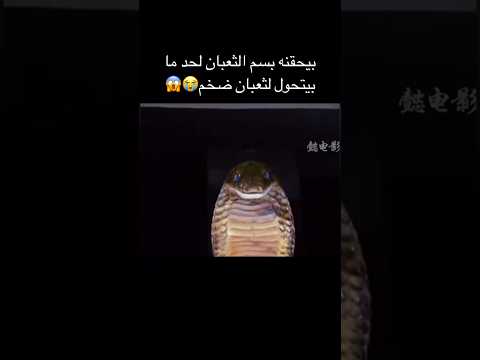 بيحقنه بسم الثعبان لحد ما بيتحول لثعبان ضخم أفلام الصيف Film اشتراك