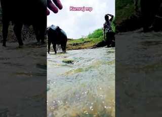  Kumraj Mp Baffulo Mandi Bali Nadi