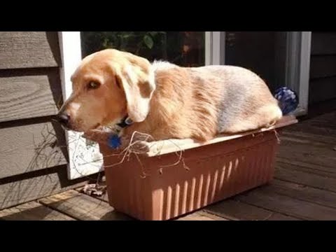 DOG MEMES FUNNY VIDEOS