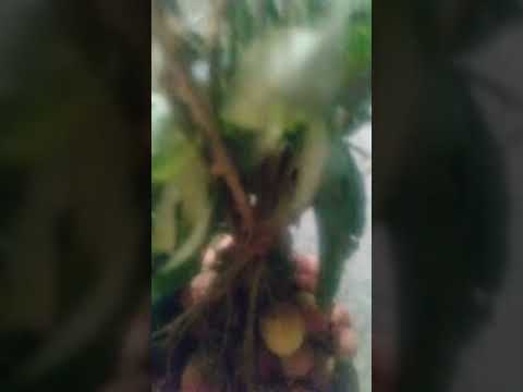 Famous Fruit Lichi Song Tere Ishq Me Nachenge