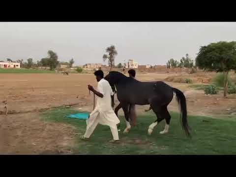 Horse Mating Donkey Donkeys Breeding Animals Mating Compilation 2024