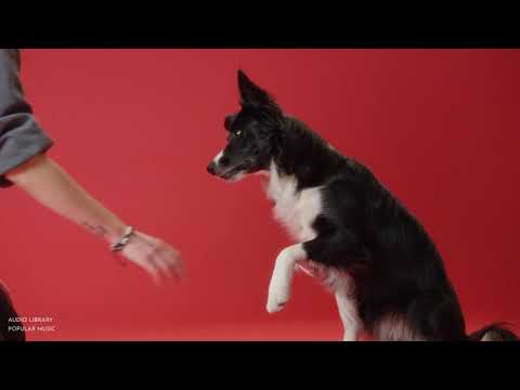 Silent Partner Dog And Pony Show No Copyright Music Music Video Silent Partner Dog And Pony Show No Copyright Music Music Video