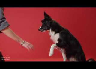 Silent Partner Dog And Pony Show No Copyright Music Music Video