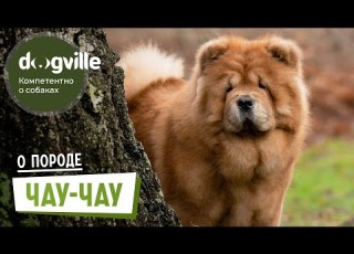 Chow Chow About The Breed How To Choose A Chow Chow Puppy