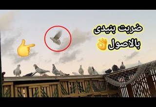 ضربت بنيدى واضربلى استرالى عشان محدش يزعل