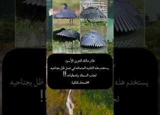  البلشون الأسود الطائر الذكي الذي يصطاد بفتح جناحيه مثل المظلة فسحة ثقافية ابلور 2024