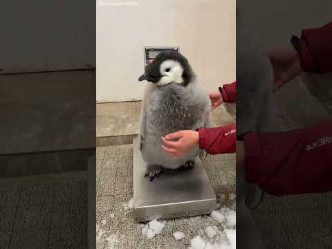 شوف البطريق و هو متعصب