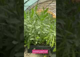  الناشط البيئي منيف سالم الضوي وتصوير أحد أنواع نبات اللافندر